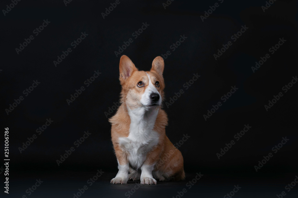Portrait of scared dog welsh korgi pembroke in studio isolated on a black background