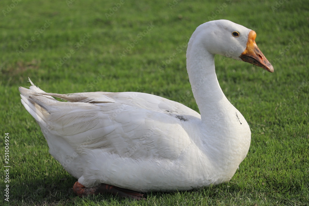 Beautiful white swan sitting on grass Beautiful white swan sitting on grass