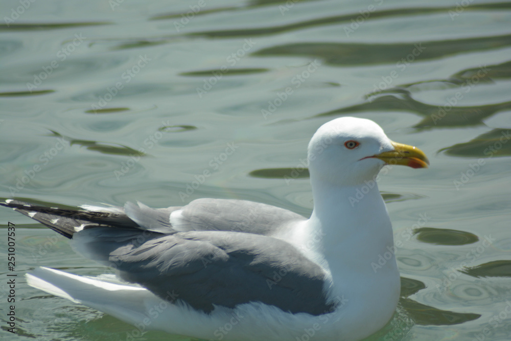 Seagull portrain in Tuscany Seagull portrain in Tuscany
