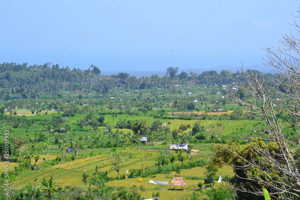 paddy fields in Bali