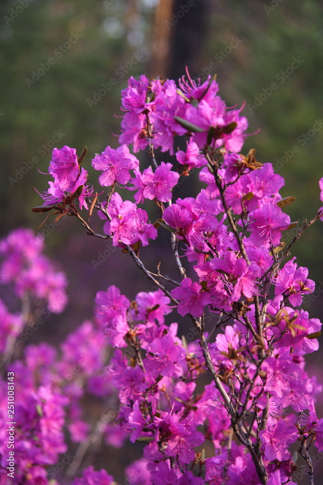 Fototapeta premium Rhododendron in the forest in spring