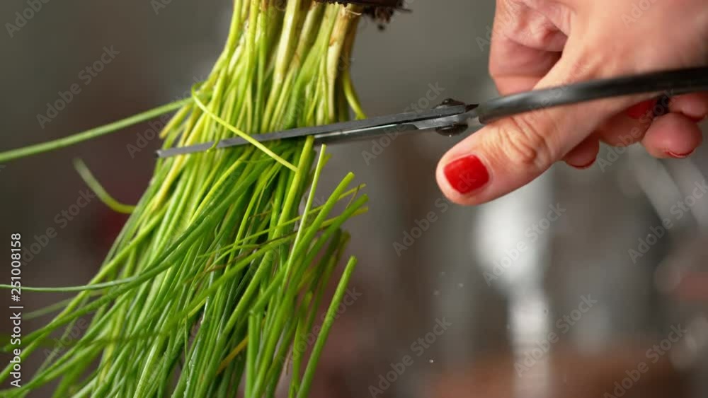 SLOW MOTION, MACRO, DOF: Woman with red nails cutting chives with sharp pair of scissors. Unrecognizable female chef wielding shears cutting stalks of chives before cooking a healthy vegetarian meal. SLOW MOTION, MACRO, DOF: Woman with red nails cutting chives with sharp pair of scissors. Unrecognizable female chef wielding shears cutting stalks of chives before cooking a healthy vegetarian meal.