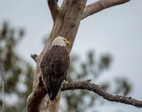bald eagle, Haliaeetus leucocephalus