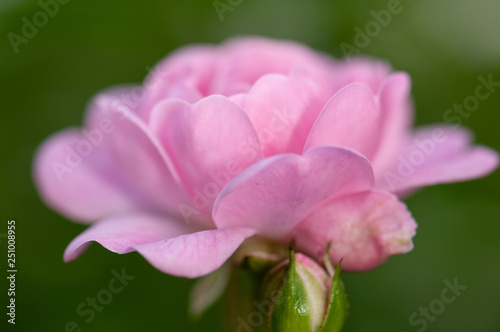 Pink roses on a green bush in garden