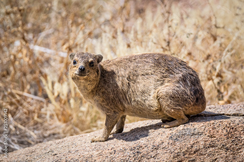 rock hyrax looking at you