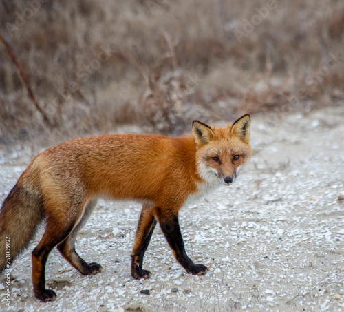 red fox, Vulpes vulpes © Alvin