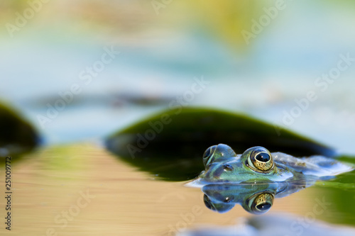 frog with reflection