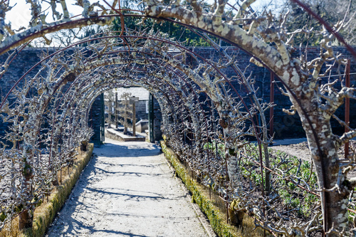 spring in the garden; arches made of metal reinforcement, comprising decorative trees as a tunnel; sharpness highlights the second row from the front