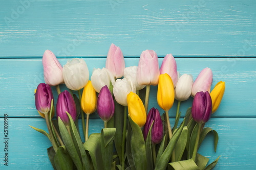 Colorful tulips on blue wooden background, copy space #251009919