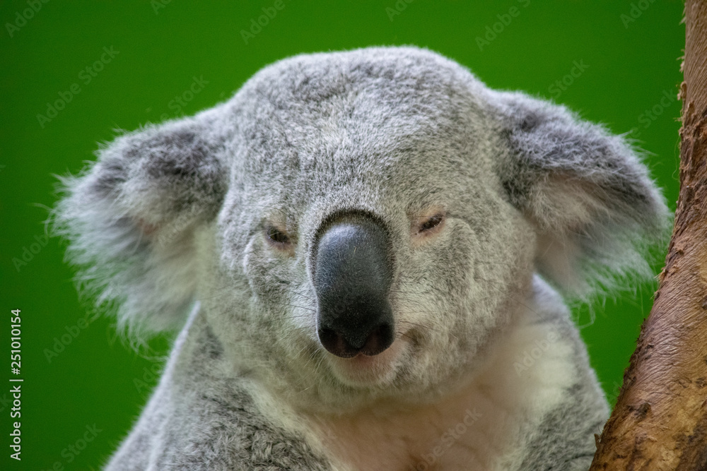 Fototapeta premium Koala Bear Close up