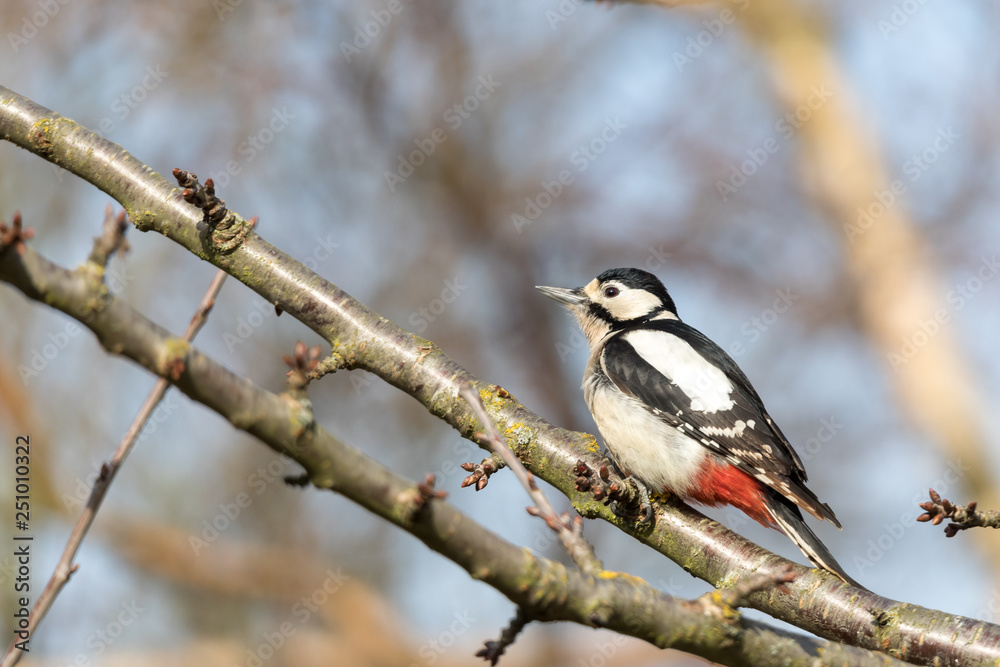 Great spotted woodpecker (Dendrocopos major) Great spotted woodpecker (Dendrocopos major)
