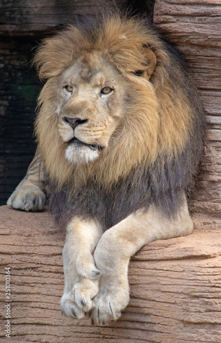 Lion