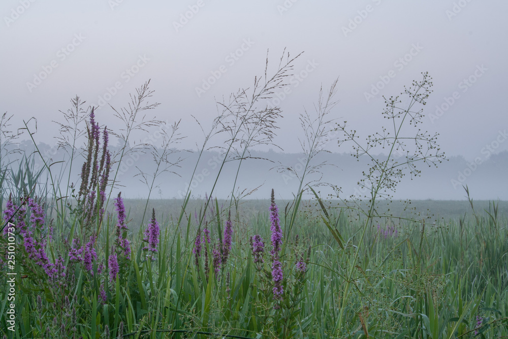 Rogalin Landscape Park - tall grass and flowers on meadow in the mist before sunrise