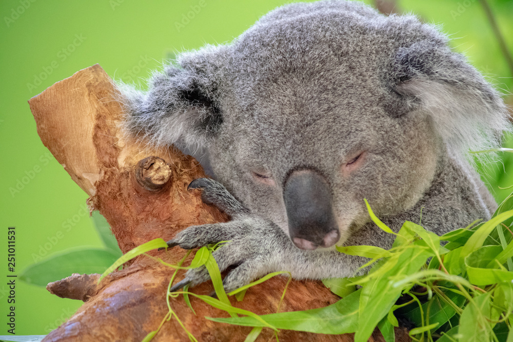 Obraz premium Koala Bear Close up