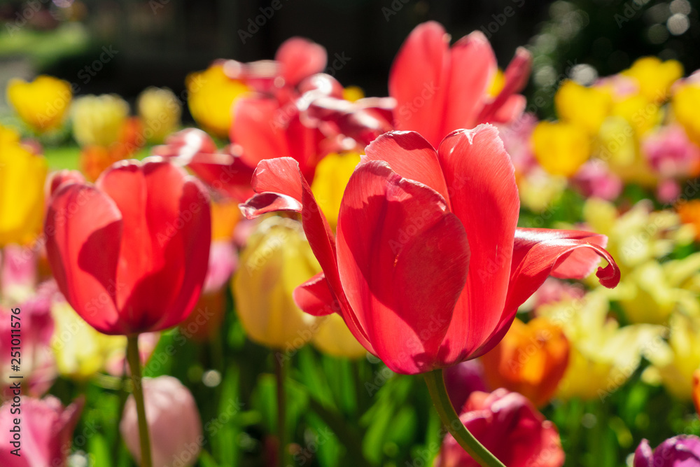 Fototapeta premium Tulips and bluebell flowerbed
