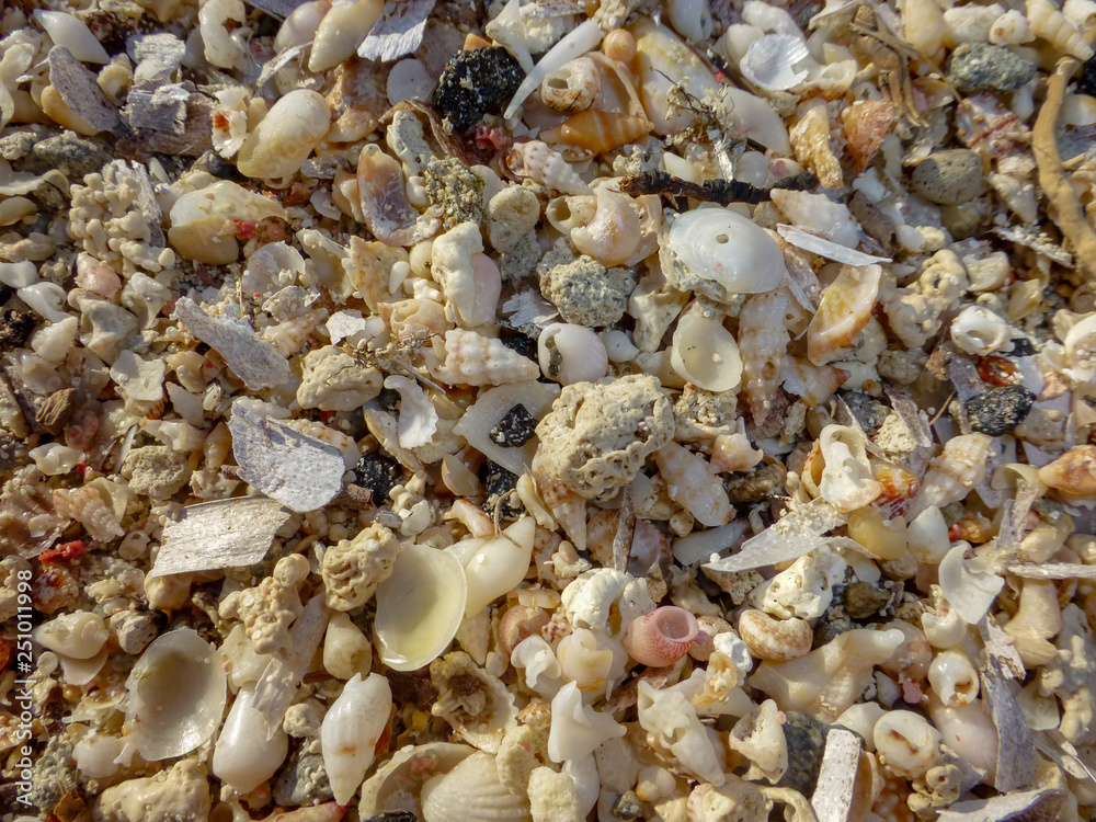 Sea shells close up on Balos beach with white sand and pinkish color of shells on Crete island, Greece