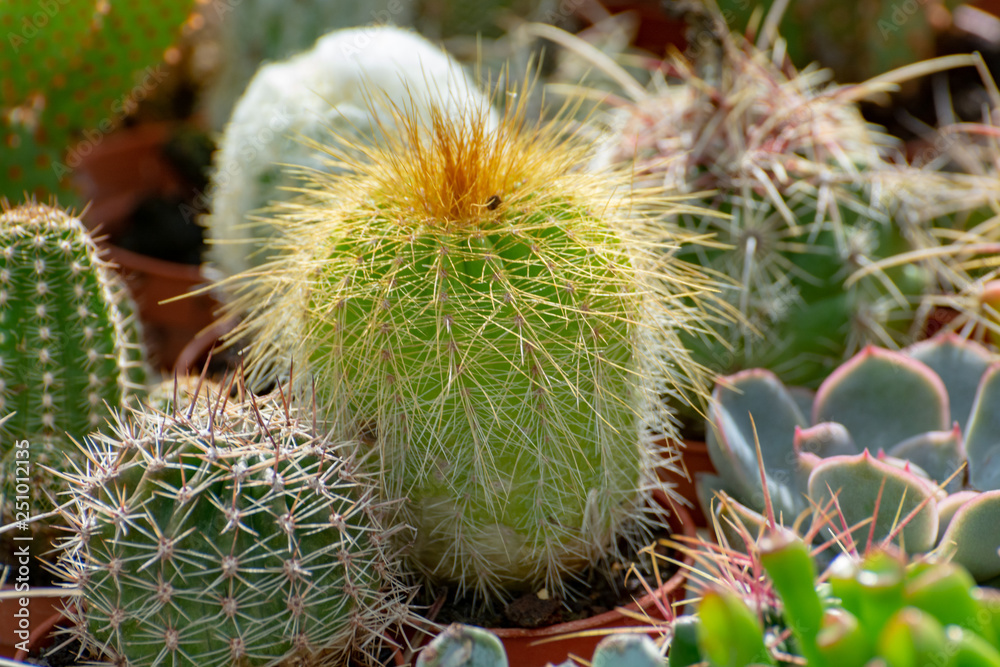 Rows of different cacti plants in buckets on sale in garden shop, homeplant and decovative plant for gardens and parks Rows of different cacti plants in buckets on sale in garden shop, homeplant and decovative plant for gardens and parks