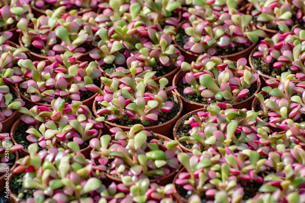 Rows of different cacti plants in buckets on sale in garden shop, homeplant and decovative plant for gardens and parks Rows of different cacti plants in buckets on sale in garden shop, homeplant and decovative plant for gardens and parks