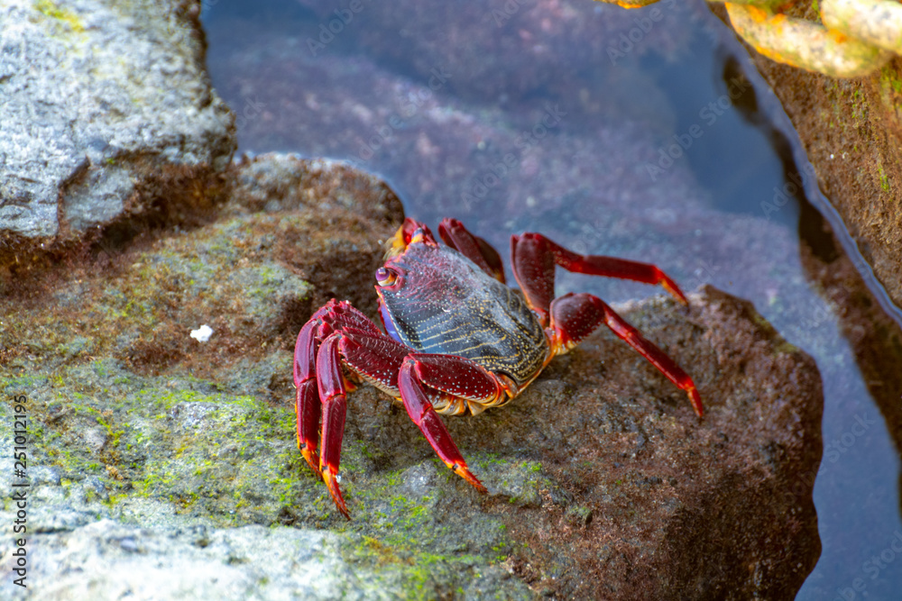 Moorish red legged crab (Grapsus adscensionis), a common crustacean of Gran Canaria, Canary Islands, Spain Moorish red legged crab (Grapsus adscensionis), a common crustacean of Gran Canaria, Canary Islands, Spain