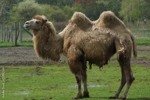 Fototapeta samoprzylepna wielbłąd dwugarbny