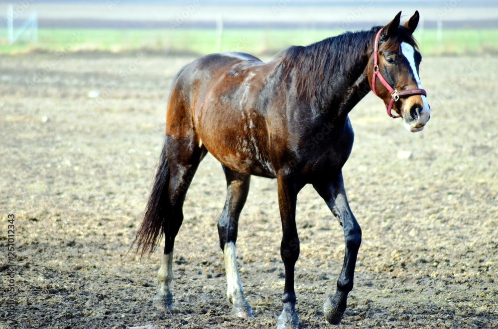 Fototapeta premium Horse in the meadow