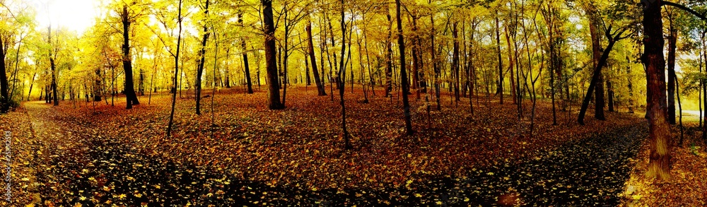 Fototapeta premium Golden autumn in the park