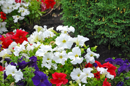Flowerbed background