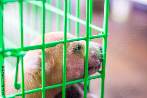 one baby dog in green cage mummal animal photo