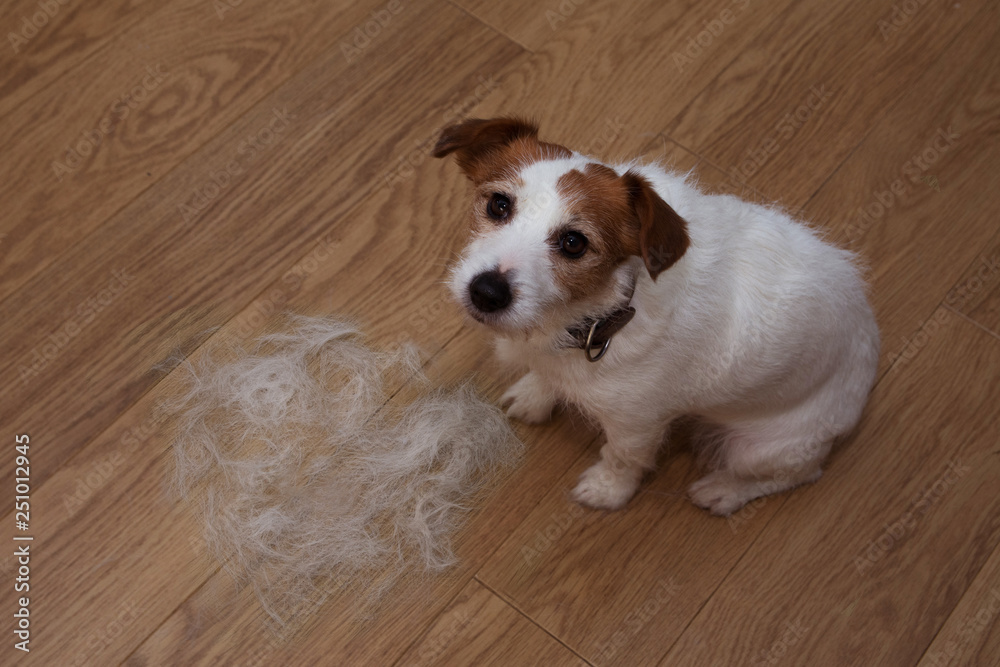 FURRY JACK RUSSELL DOG, SHEDDING HAIR ON FLOOR DURING MOLT SEASON, AFTER ITS OWNER  BRUSHED OR GROOMING LOOKING UP WITH SAD EXPRESSION.