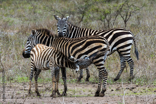 zebras in africa 