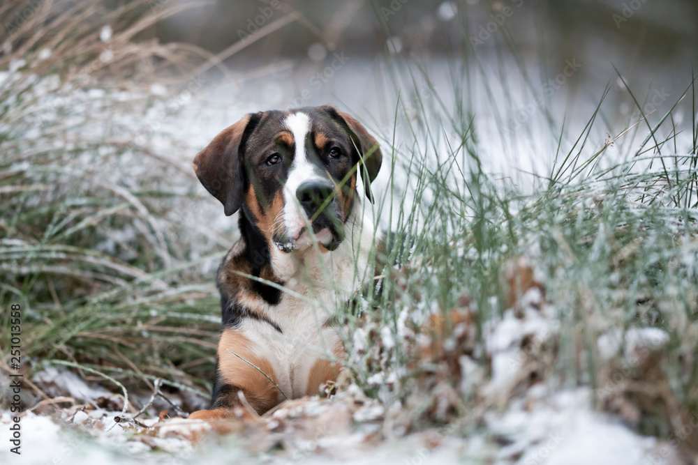 Entlebucher Sennenhund draußen Entlebucher Sennenhund draußen