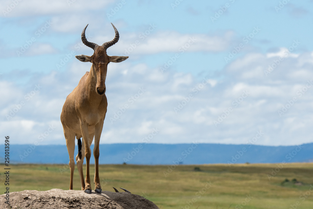 african hartebeest on the watch african hartebeest on the watch