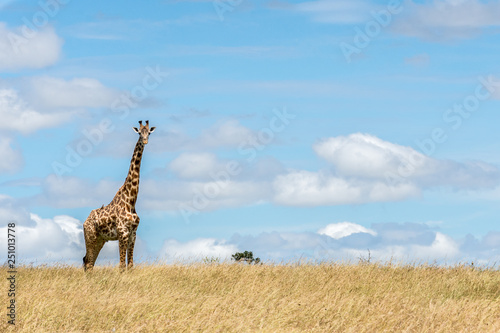 Masai Giraffe watching critically