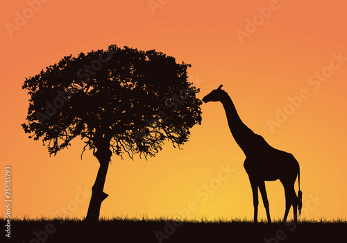 Silhouette of giraffe  grass and tree in the African safari landscape. Orange sky with space for text  vector