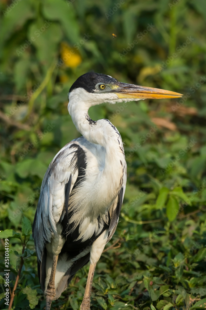 White necked heron, Pantanal , Brazil White necked heron, Pantanal , Brazil