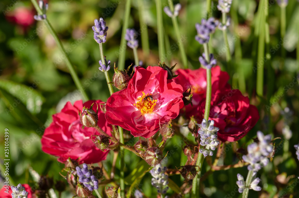Red roses green bush in garden with lavender angustifolia and bee