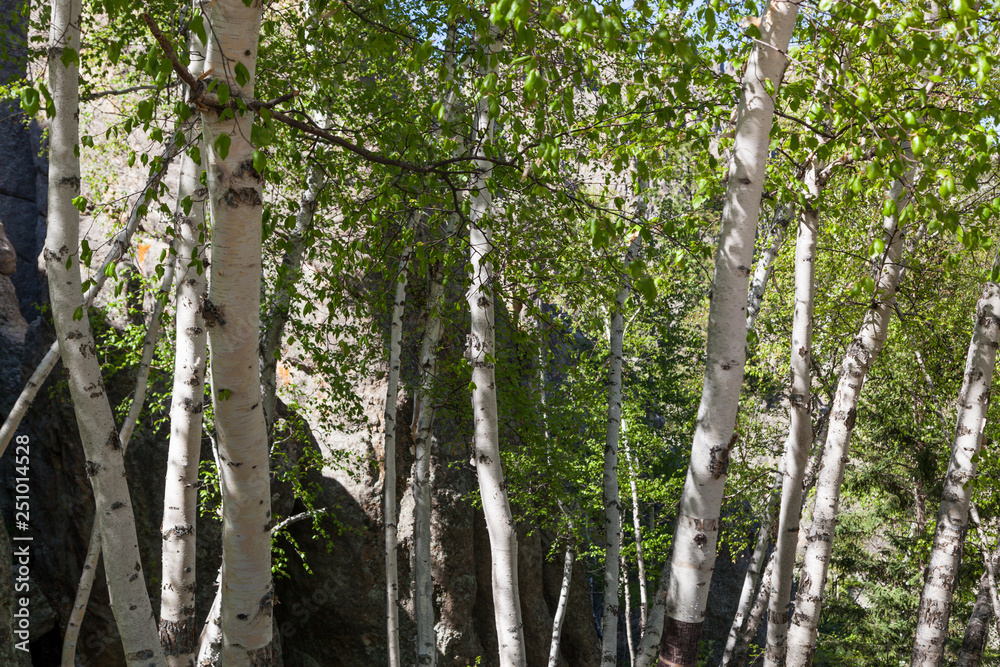 Fototapeta premium Aspen Grove in Custer State Park