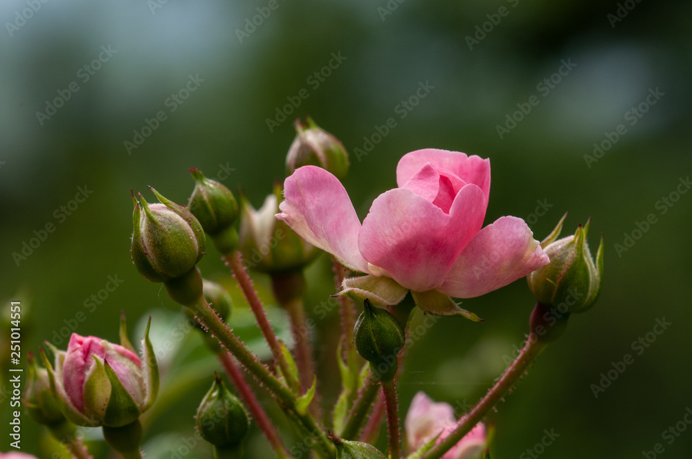 Pink roses on a green bush in garden Pink roses on a green bush in garden