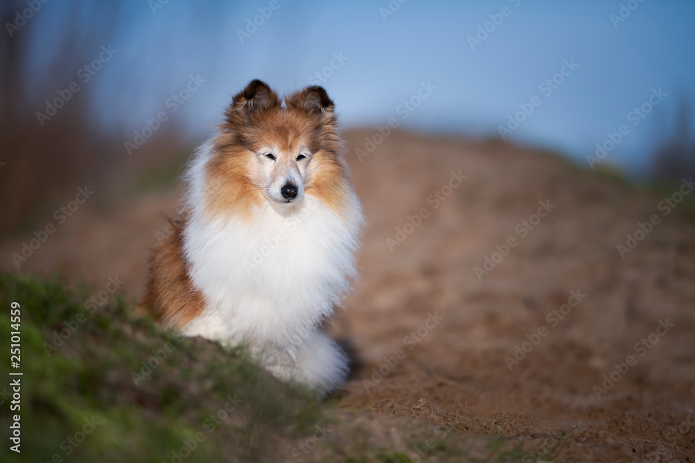 Sheltie Hündin Senior Sheltie Hündin Senior