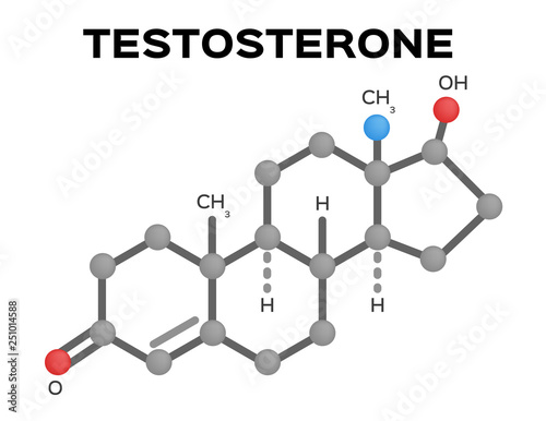 Testosterone structure vector / anatomy