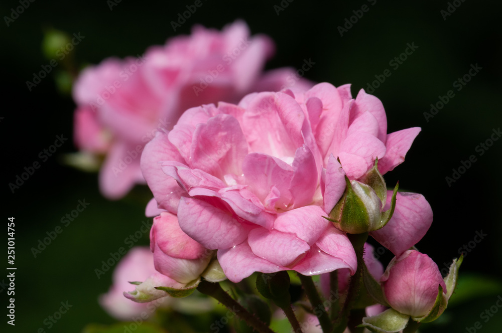 Pink roses on a green bush in garden Pink roses on a green bush in garden