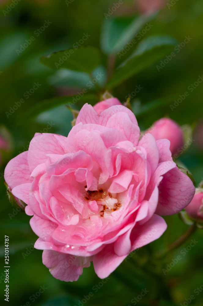 Pink roses on a green bush in garden Pink roses on a green bush in garden