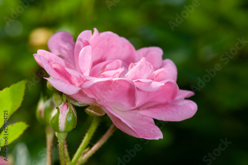 Pink roses on a green bush in garden