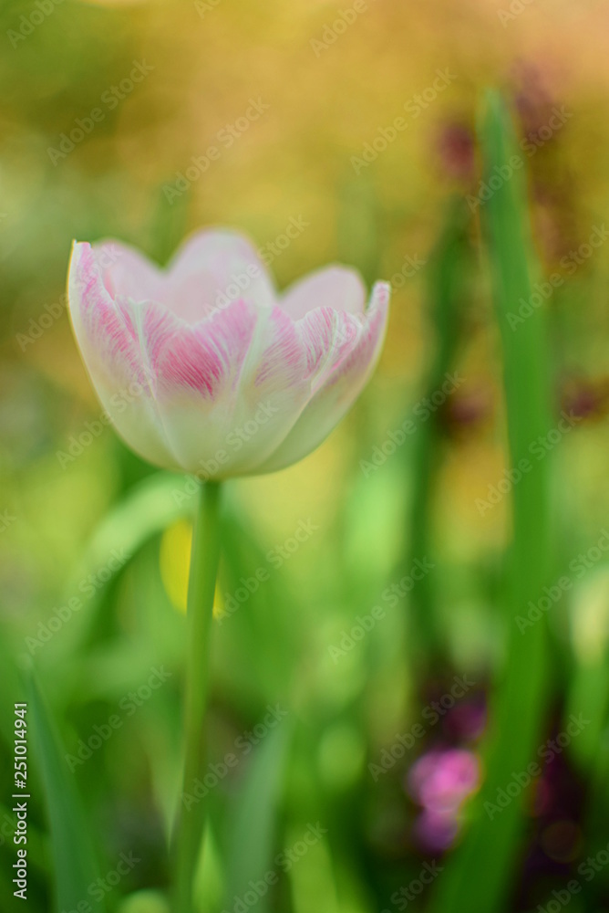 spring - tulip in the garden close up