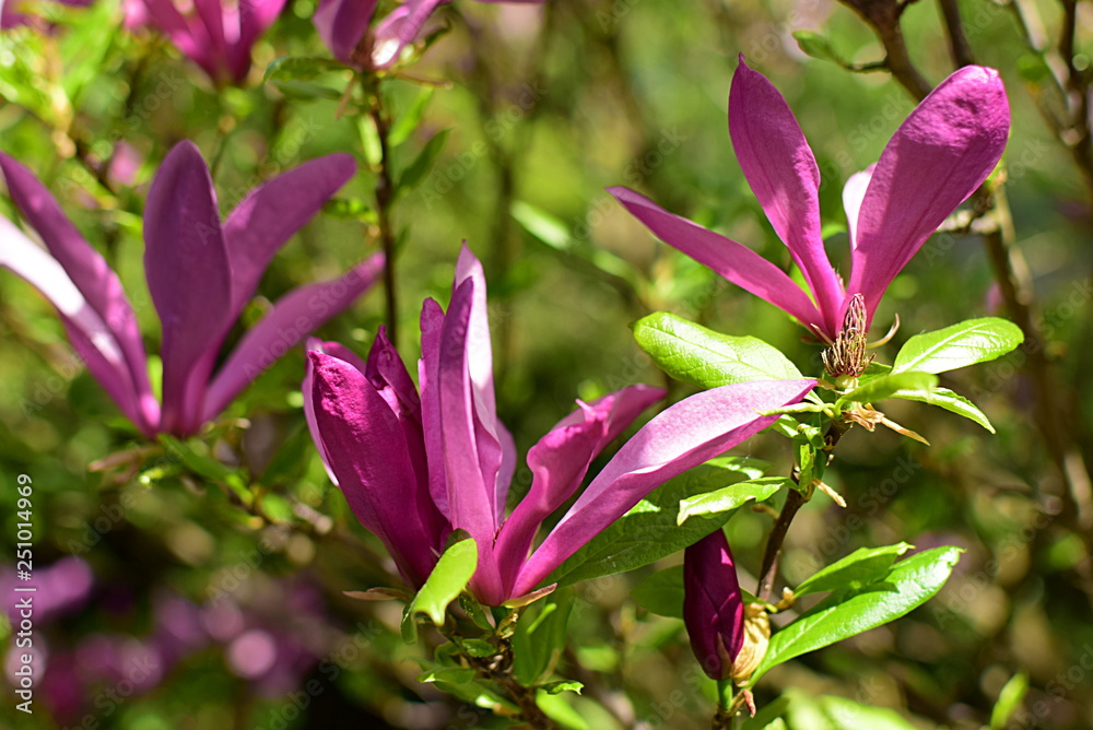 magnolia, spring flowering magnolia, spring flowering