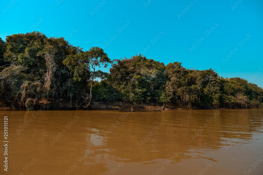 River landscape and jungle,Pantanal, Brazil River landscape and jungle,Pantanal, Brazil