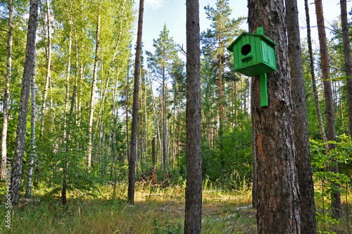 Birdhouse in the forest in summer