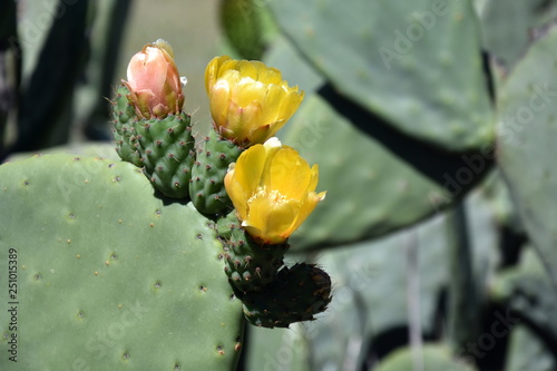 Close-up photo of green flowering cactus. Flowering green cactus with yellow flowers. © katacarix