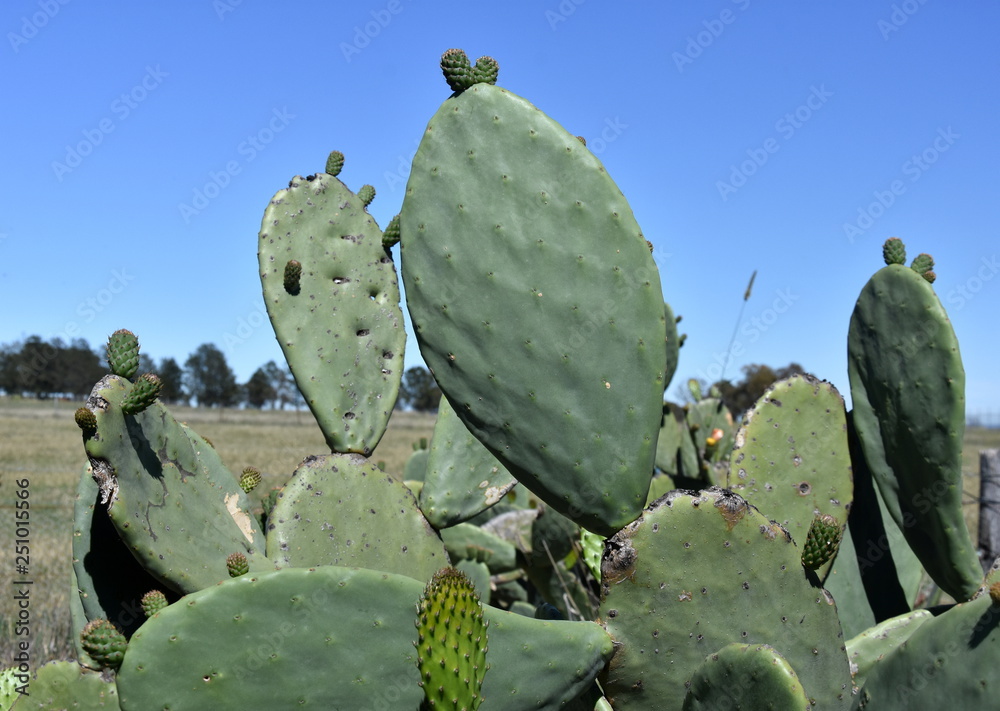 Close-up photo of green flowering cactus. Flowering green cactus with yellow flowers. Close-up photo of green flowering cactus. Flowering green cactus with yellow flowers.