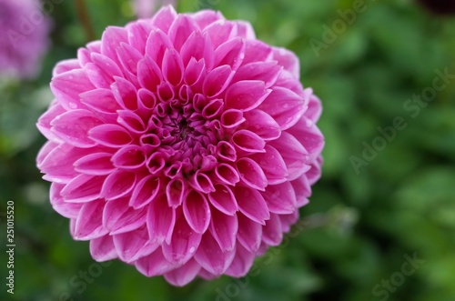Pink garden flower with copy space